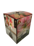 Daylily Nursery Apple Blossom Amaryllis Bulb in an Elegant Box, With a Plastic Planting Pot, and a Professional Growing Medium