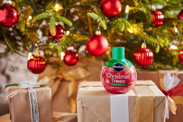 Miracle-Gro® For Christmas Trees