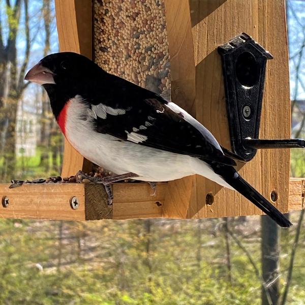 Nature's Way Vertical Wave Feeder