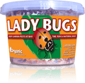 Organic Control Ladybugs